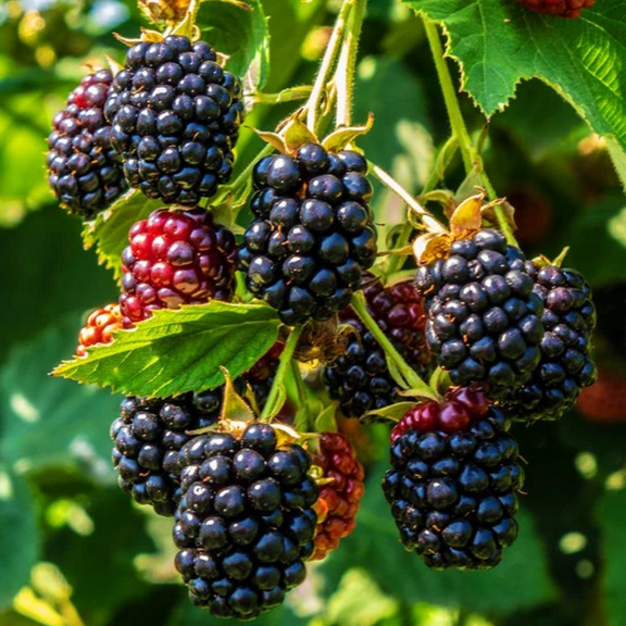 2 Triple Crown Thornless BlackBerry Plants Live for Planting 5 to 8 Inch Tall, BlackBerry Bush Live Plant, Thornless Blackberries Live Plants