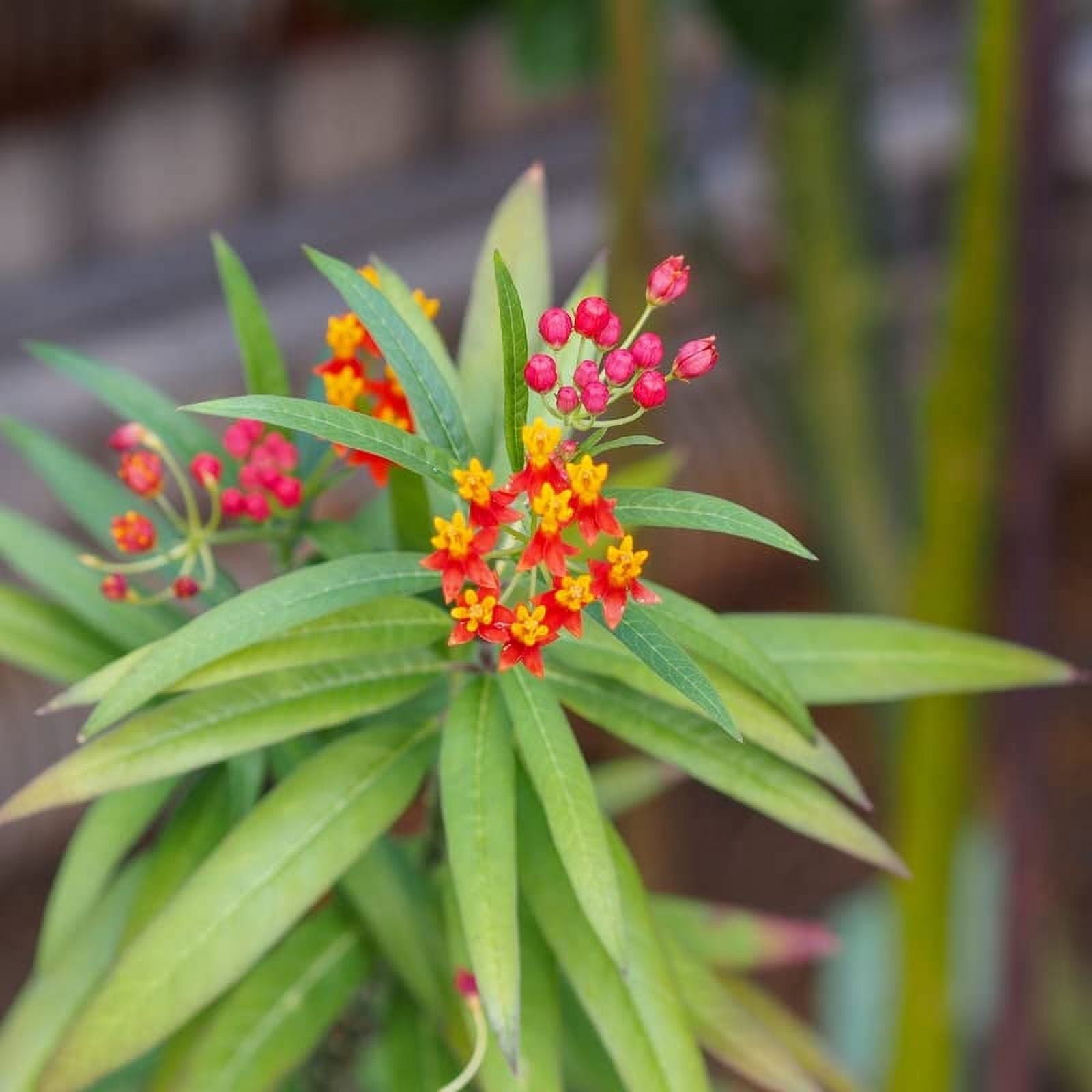 2 Tropical Milkweed Plants Live, Milkweed Flower Plants 12 Inches Tall for Growing