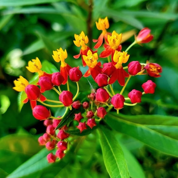 2 Tropical Milkweed Plants Live, Tropical Butterfly Milkweed 4-8 Inches, Perennial Milkweeds Flowers Well Rooted Container or Outdoor Growing