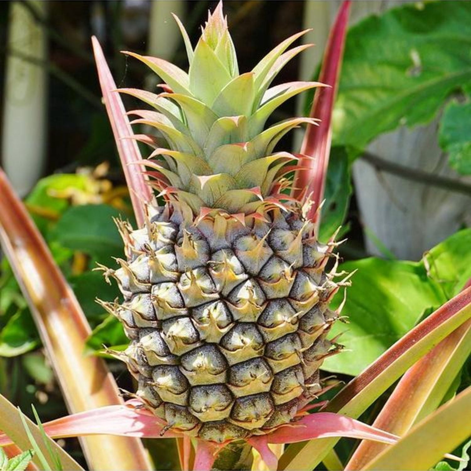 2 Tropical White Jade Pineapple Plant, Fresh Fruit-Bearing Houseplant,  Ideal for Indoor Gardens & Outdoor Patios, Easy Care - Walmart.com