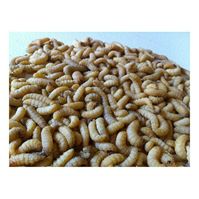 2 Tubs of 250 Live Wax Worms Bee Moth Live Bait 