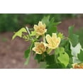 thumbnail image 1 of 2 Tulip Poplar Tree Seedlings for Planting, 1 of 4