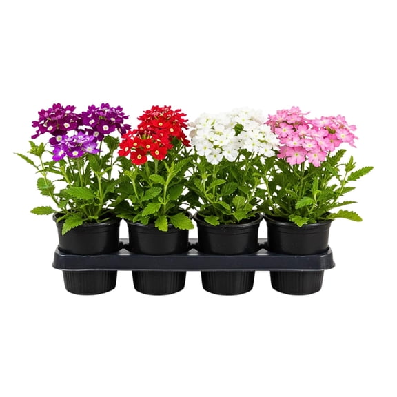 2 Verbena Live Plants, Trailing Verbena Plants for Planting Outdoor, Perennial Ground Cover Flowers 4-7 Inches (Assorted)