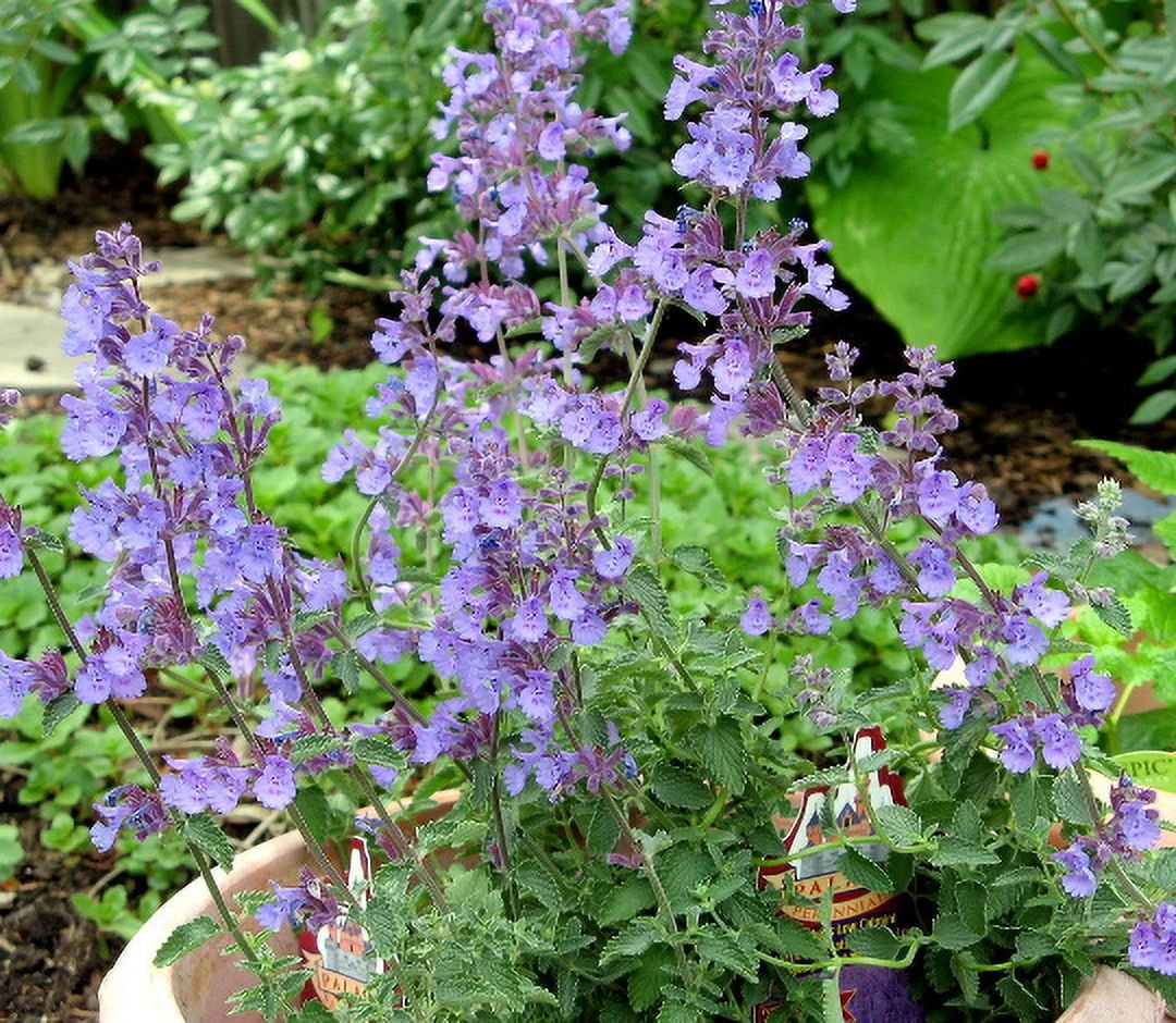 2 Walker's Low Catmint 3.5" pots Deer Resistant!! Attracts butterflies