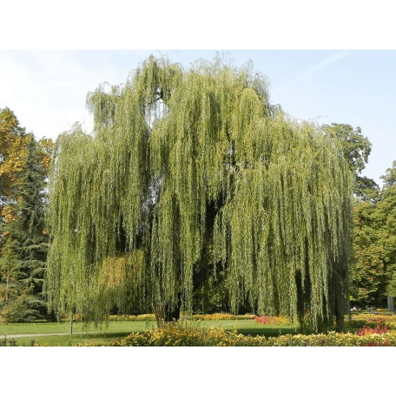 2 Weeping Willow Bareroot Trees Ready to Plant Beautiful Arching Canopy (12-18 inches total length)