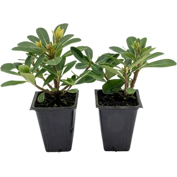 2 Wheeler’s Dwarf Shrubs | Live Plants in 2.5-inch Nursery Cubes | Pittosporum Tobira Variety | Hardy Drought-Tolerant Evergreen | Compact Hedges and Bushes for Home and Garden Landscaping