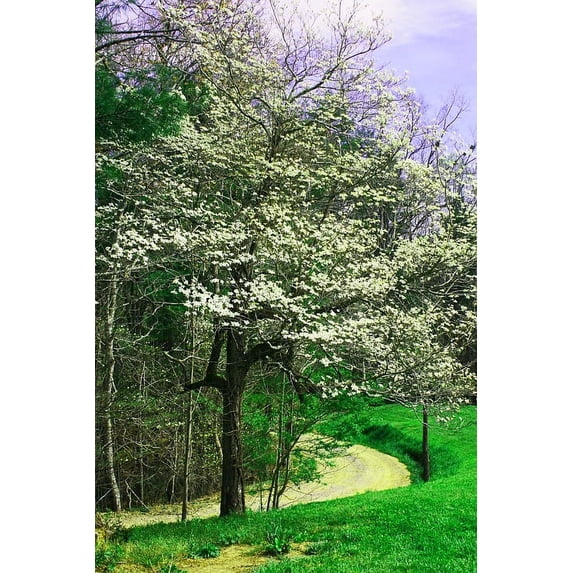 2 White Dogwood Trees Bareroot 12-18"