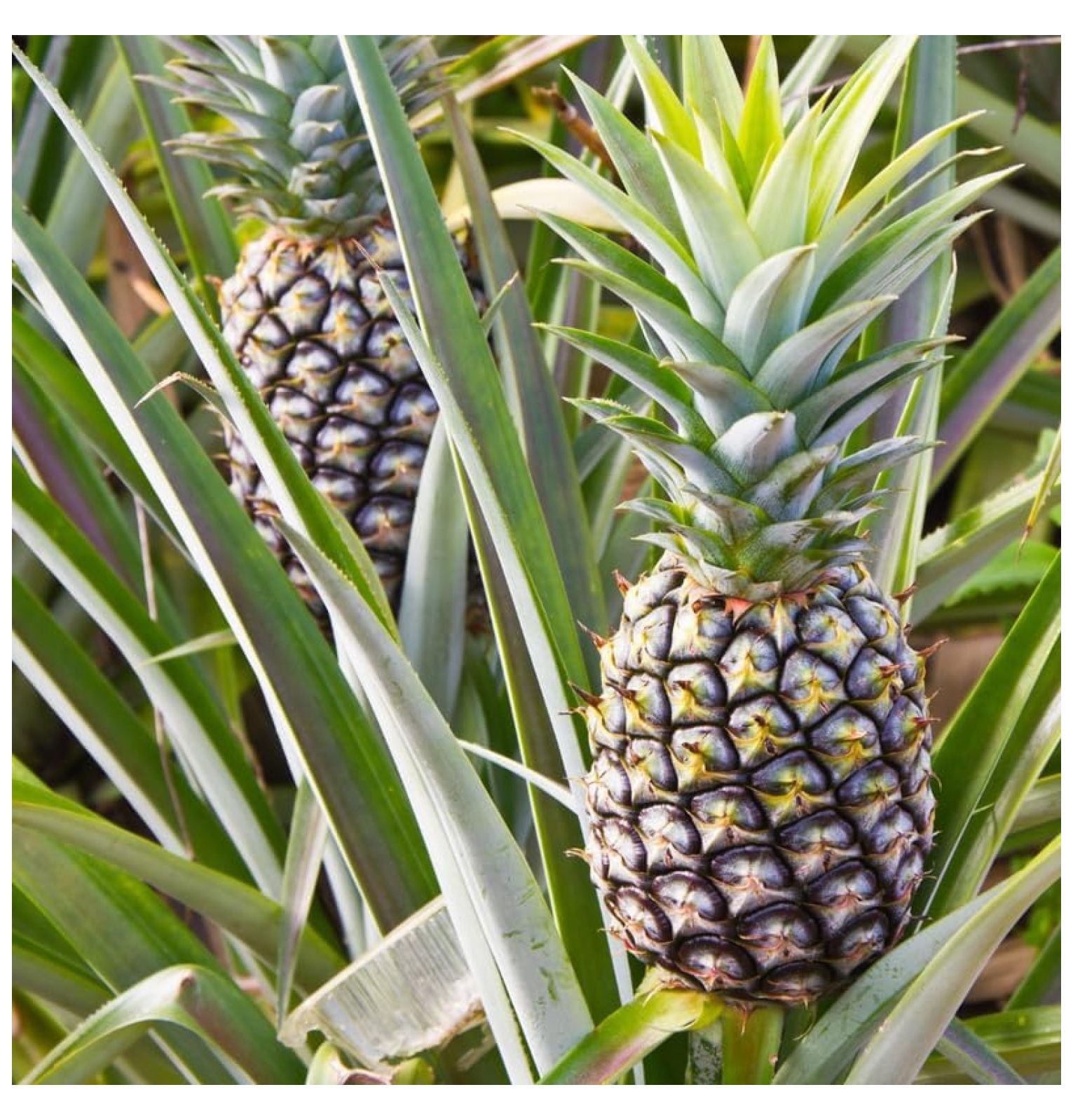 2 White Jade Pineapple Plants Live Perennial Garden 4 to 6 Inch Tall