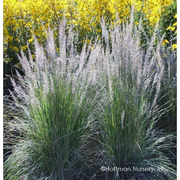 2 White Muhly Muhlenbergia Lindheimari Grass in 2.5 Inch Containers