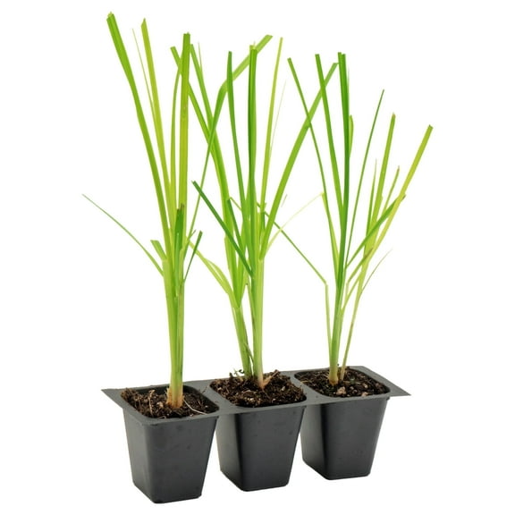 3 White Pampas Grass | Live Plants in 2.5-inch Nursery Cubes | “Cortaderia Selloana” Variety | Hardy Drought-Tolerant Evergreen Grass | Ornamental White Plumes for Home & Garden Décor