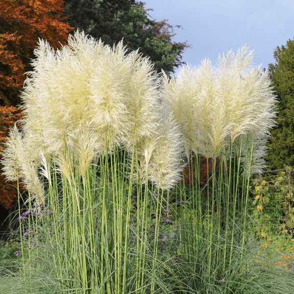 2 White Pampas Grass Plants Live, Tall Ornamental Perennial Grass for Landscaping, 5-9 Inch Height Well Rooted
