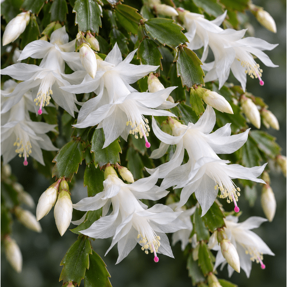 2 White Thanksgiving Christmas Cactus Plants Live Holiday Cactus Plant Winter Bloom Flowers Plant 3"Pot