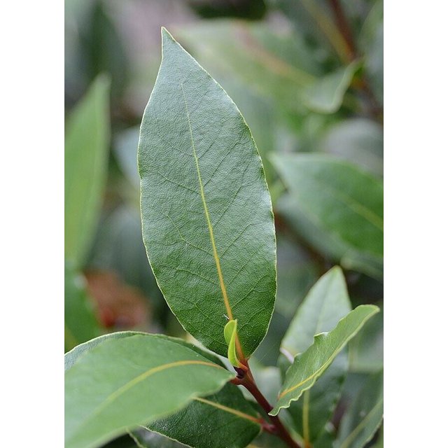 2 Whole Sweet Bay Leaf Tree Graft Cuttings laurus nobilis Organic