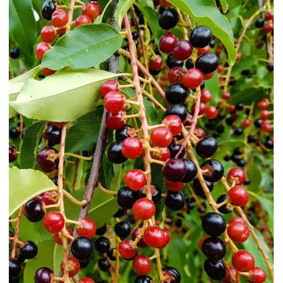2 Wild Black Cherry Trees Live Plant for Planting, Sweet Cherry Plant Live Fruit Tree, 12-18" Tall Tall, Large Dark Cherry Tree Plant, Dormant Bareroot No Leaves