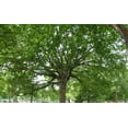 thumbnail image 1 of 2 Willow Oak Trees Bareroot 18-30 inches, 1 of 3