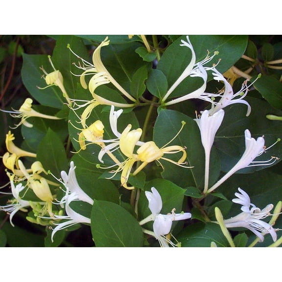 2 Winter Honeysuckle Vine Plants, Rooted Vines in 3.5 inch pots