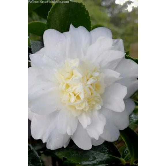 2 Winter Snowman Camellia in 4 inch pot *Cold and Heat Sensitive* Cannot Ship Out of the USA, you choose amount! Fall Blooming!
