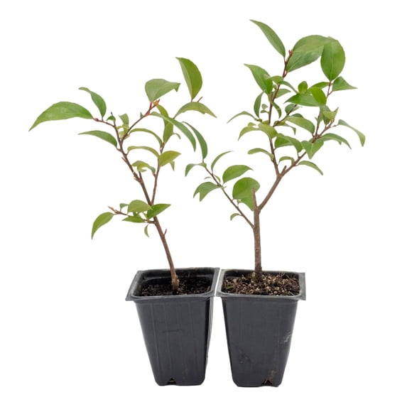 2 Xylosma Congestum, Live Plants – Shiny Xylosma in 2.5” Nursery Cubes – Fast-Growing, Low-Maintenance Evergreen Shrub for Hedges & Landscaping