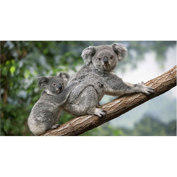 2 Year Koala Bear Pocket Calendar Planner with Note Pad, Wildlife & Animals 2026-2027