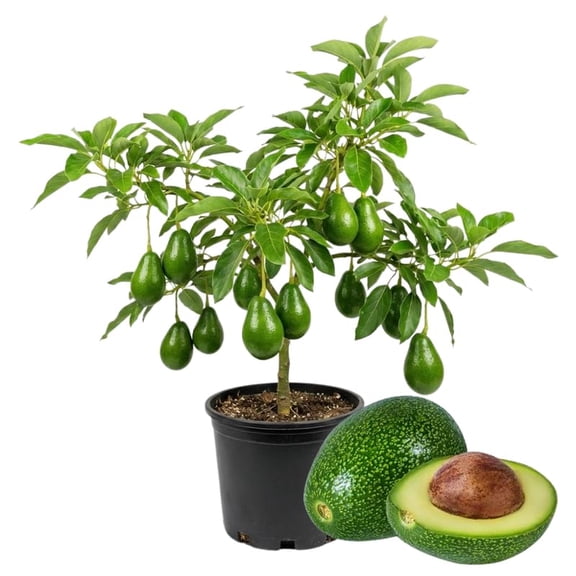 2 Years Old Avocado Tree Live Plant, 3-3.5 Ft Tall in 3 Gallon Pot, Cold Hardy, Ready to Bear Fruit, Outdoor Growing