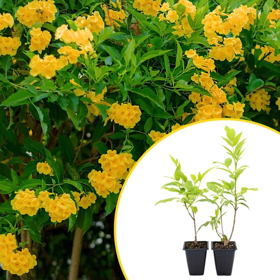 2 Yellow Bells, Live Plants in 3.5" Cubes (Tecoma stans) Flowering Evergreen Shrub with Fast-Growing Fragrant Yellow Blooms for Large Dense Hedges, Containers & Landscaping