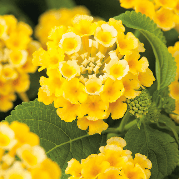 2 Yellow Lantana Plants Live, Trailing Lantana Plant, Outdoor Growing, Well Rooted, 6 to 8 Inch