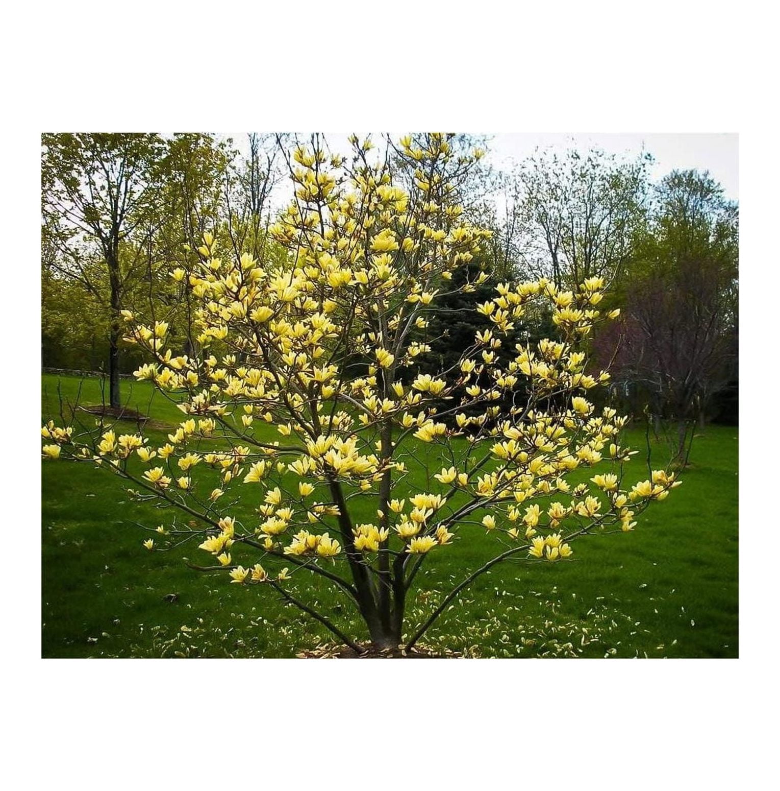 2 Yellow Magnolia Plants Live, Yellow Magnolia Trees Live Plants
