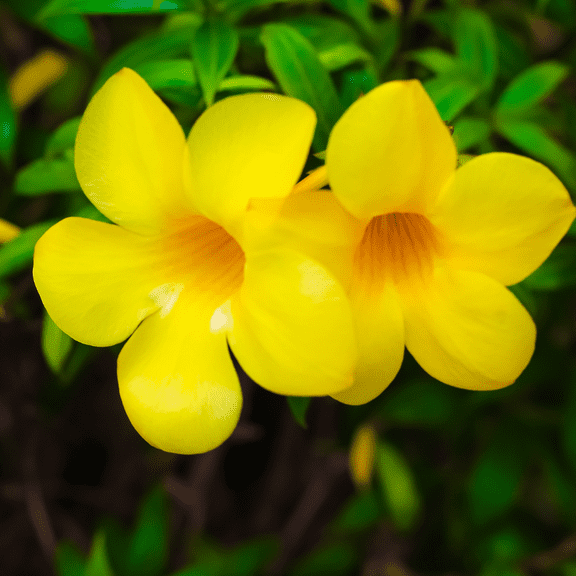 2 Yellow Mandevillea Live Plants, Mandevilla Flowering Vine Plants 4 to 6 Inches