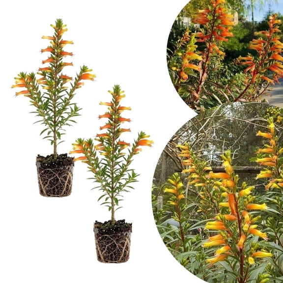 2 Yellow Orange Cuphea Plant 5-7 Inch Tall, Candy Corn Plant, Ornamental Cuphea Flowering Plant for Patio Garden and Outdoor Growing, No Pot