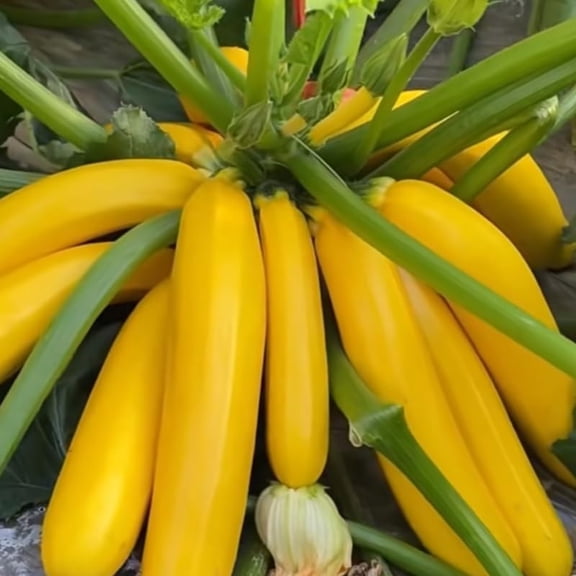2 Yellow Zucchini Plants Live, 5-9 Inches Tall, Squash Vegetable Plant for Home Garden, Easy to Plant and High Yields