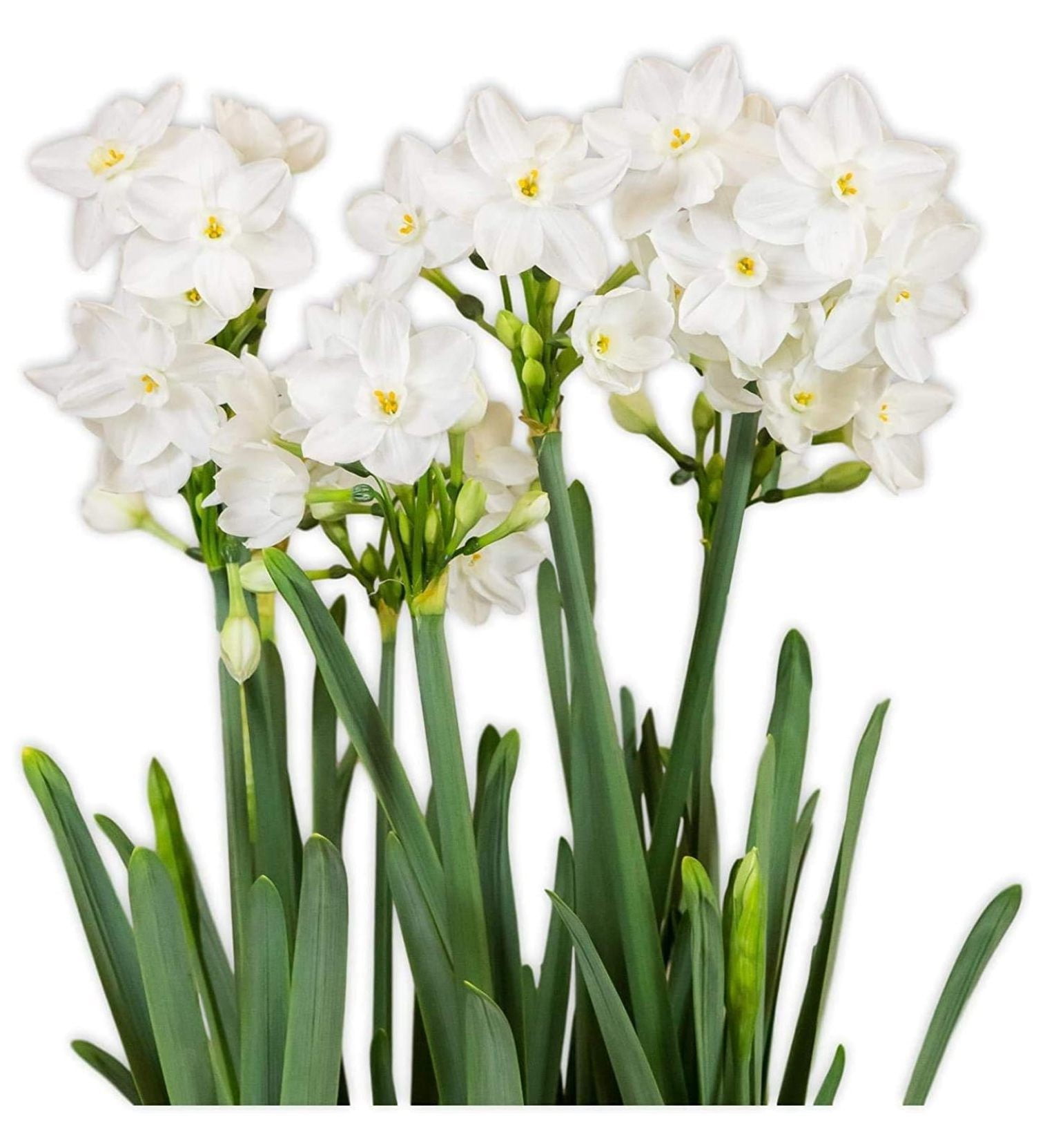 2 Ziva Paperwhite Bulbs - Fast Flowering Indoor s - Largest Bulbs ...