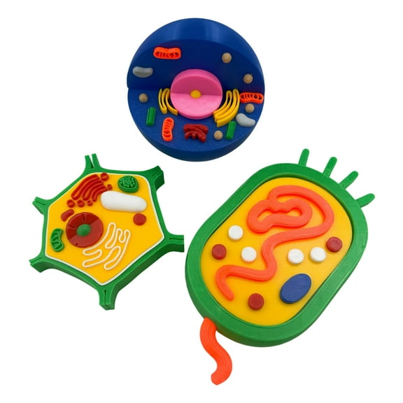 2. and Plant Cell Model Set Anatomical Biology Teaching Aid for Classroom Lab Demonstrations