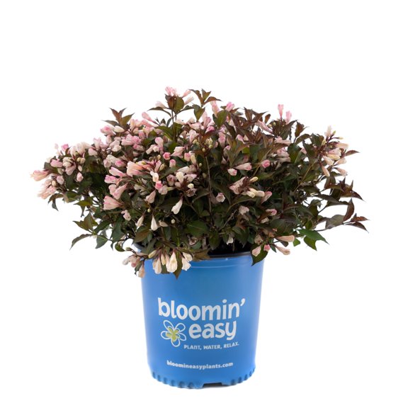 2 gal. Afterglow Weigela Live Shrub, Light Pink and Cream Flowers