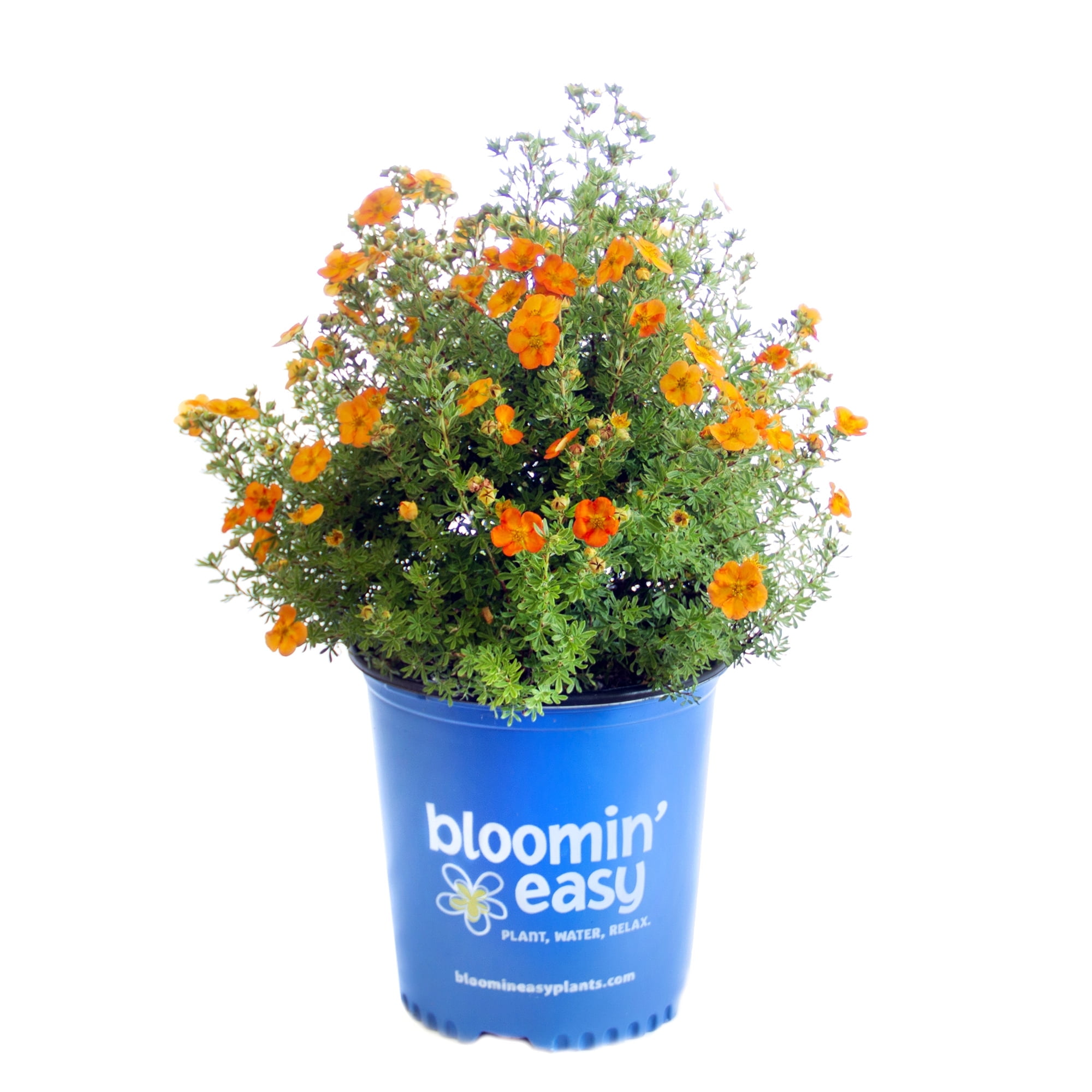 2 gal. Bella Sol Potentilla Live Shrub, Rich Orange Flowers