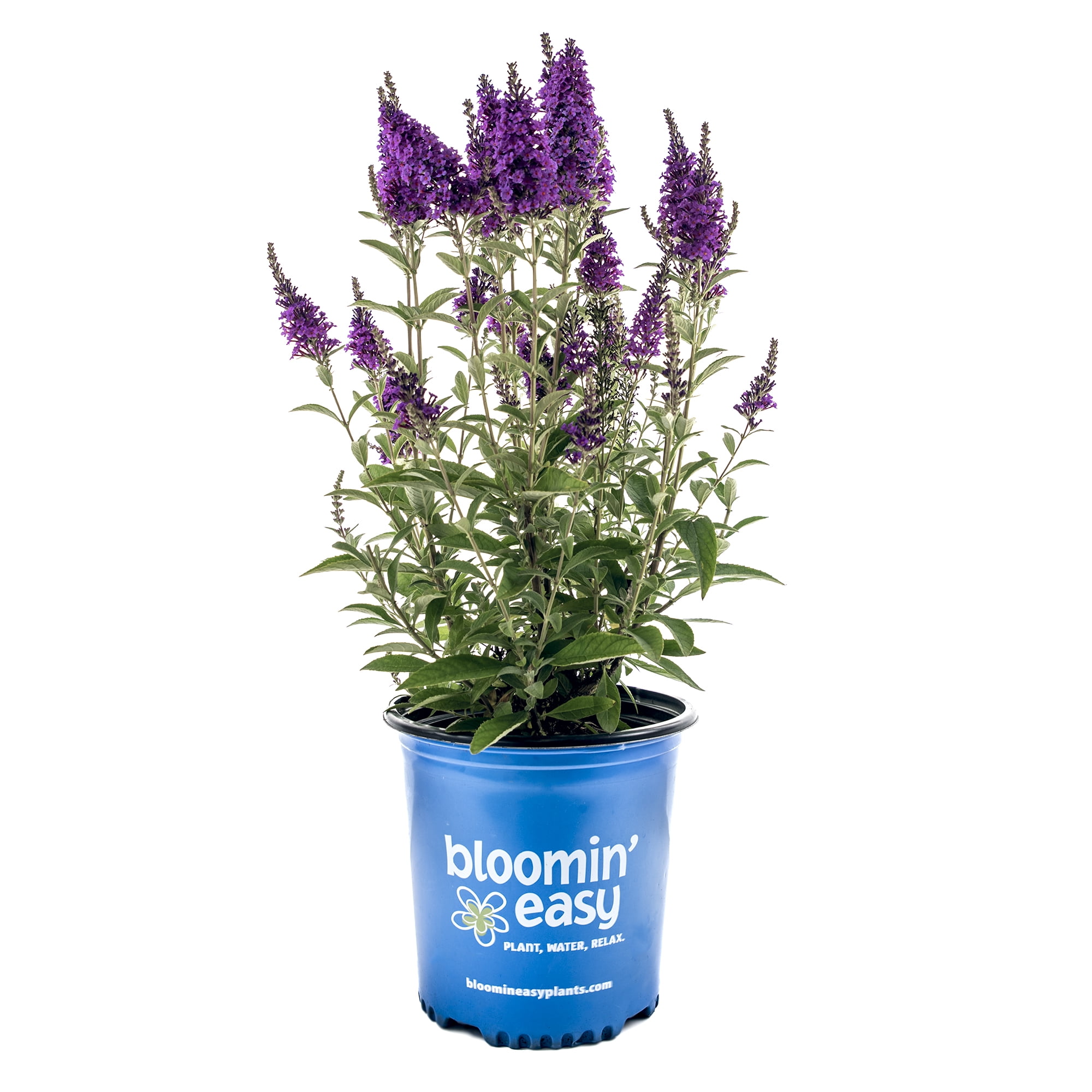 Compact Upright Pink and Purple Butterfly Bush in 1 Gallon Container