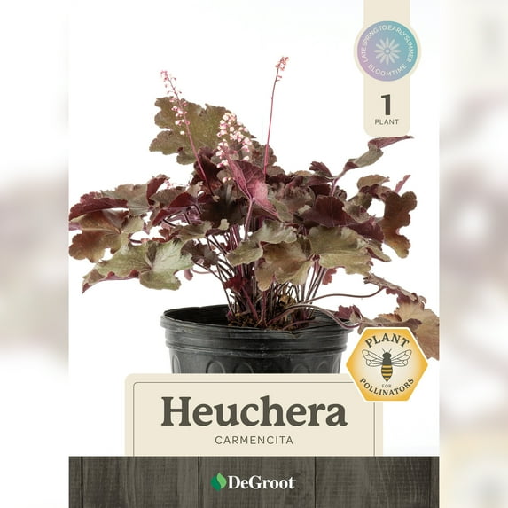 2 gal. Carmencita Coral Bells (Heuchera)