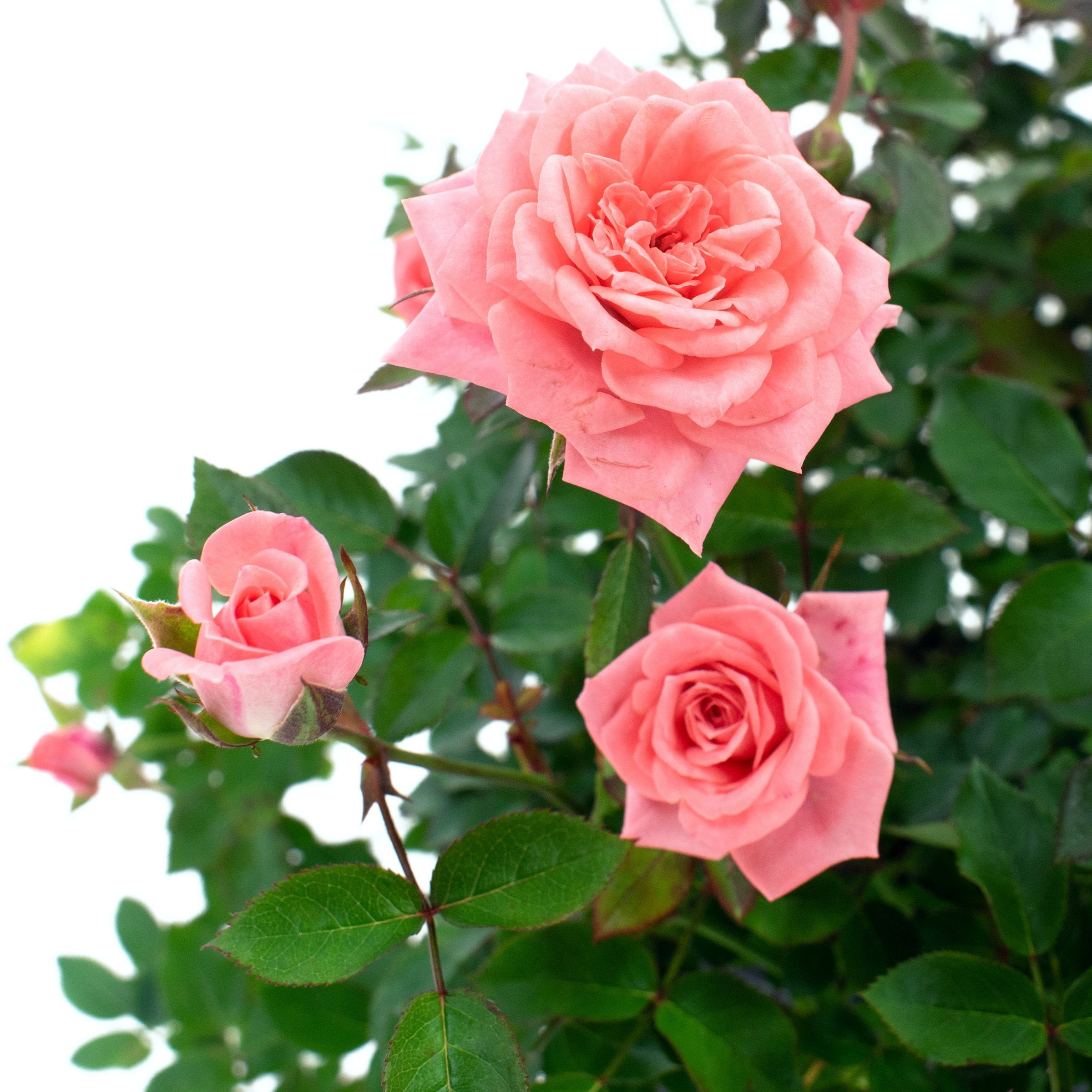 2 gal. Cupcake Rose with Pink Flowers