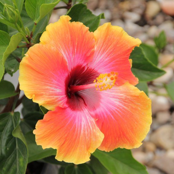 2 gal. Hibiscus Fiesta Braided Live Annual Tree with Multicolor Flowers
