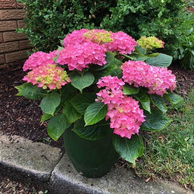 2 Gal. Hydrangea Lime Lovebird Shrub With Pink And Green Flowers 