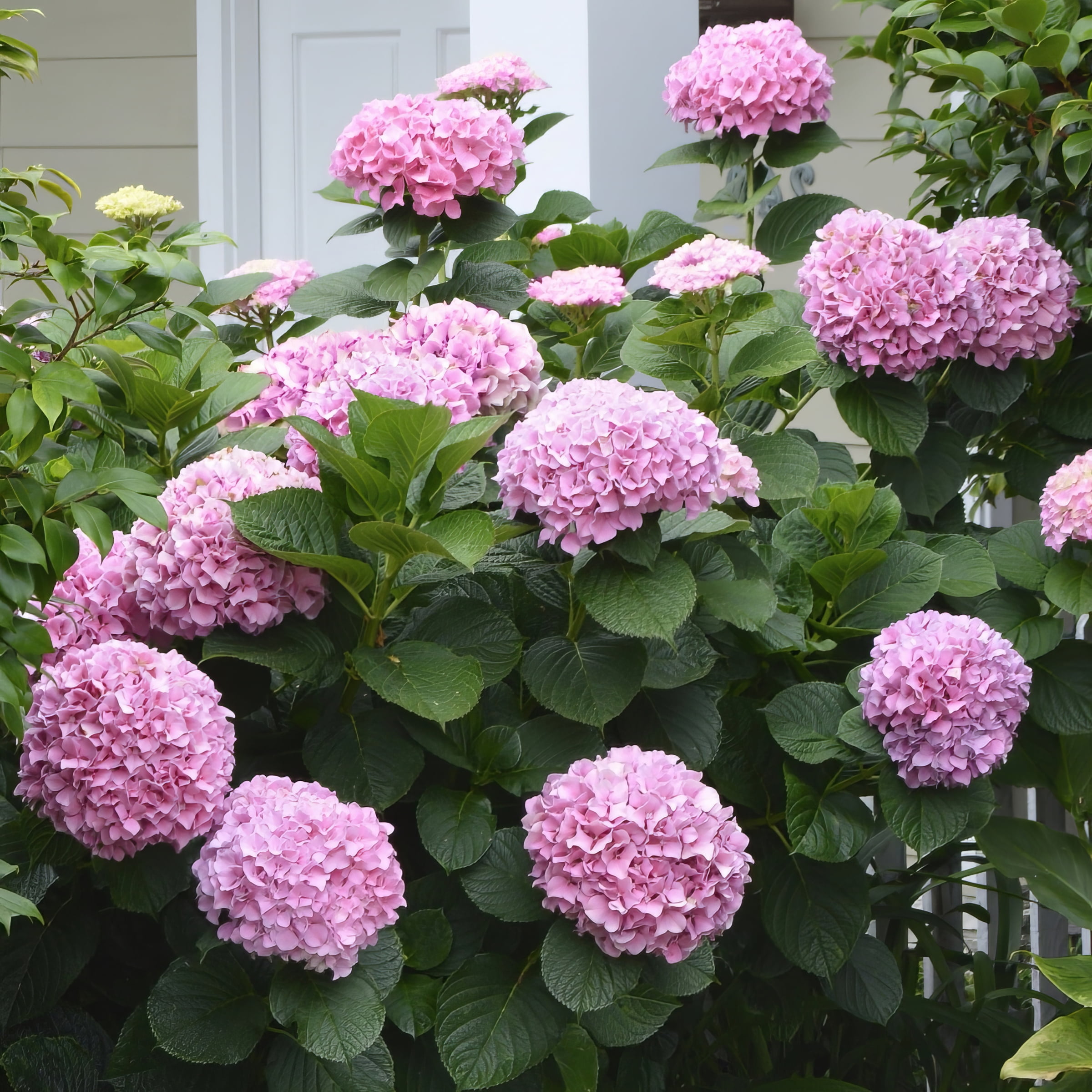 Hydrangea4937　0602 Hydrangea Perfection in Bloomingdale IL - Brianna's Flowers