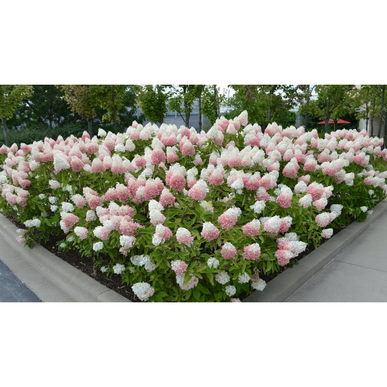 2 gal. Hydrangea Strawberry Sundae Shrub with White and Pink 2 gal. Hydrangea Strawberry Sundae Shrub with White and Pink