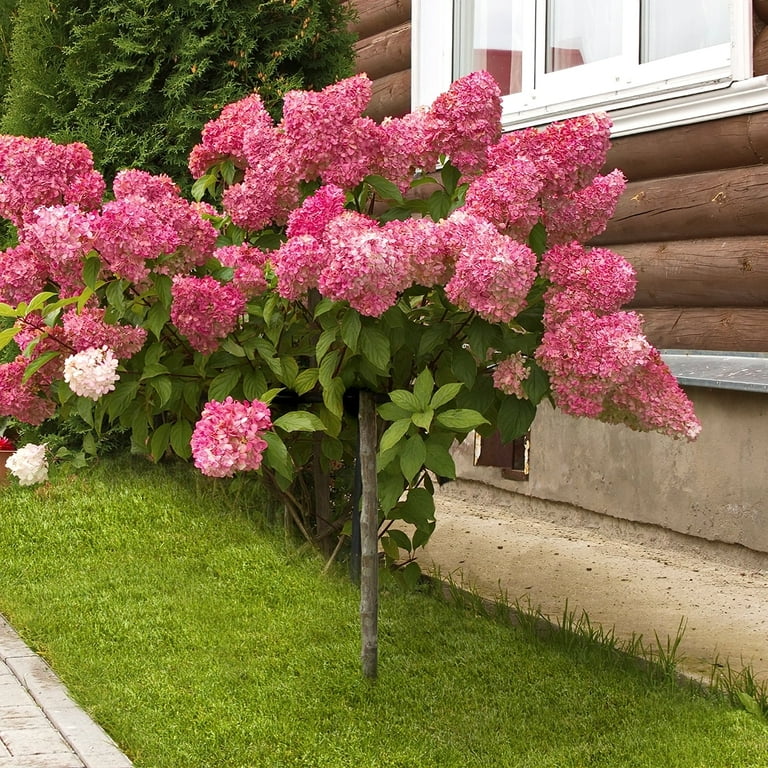 Hydrangea4937　0602 2 gal. Hydrangea Strawberry Sundae Tree with White and Pink