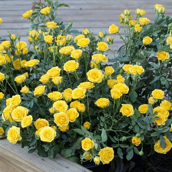 2 gal Live Rose Yellow Mini Flora with Yellow Flowers