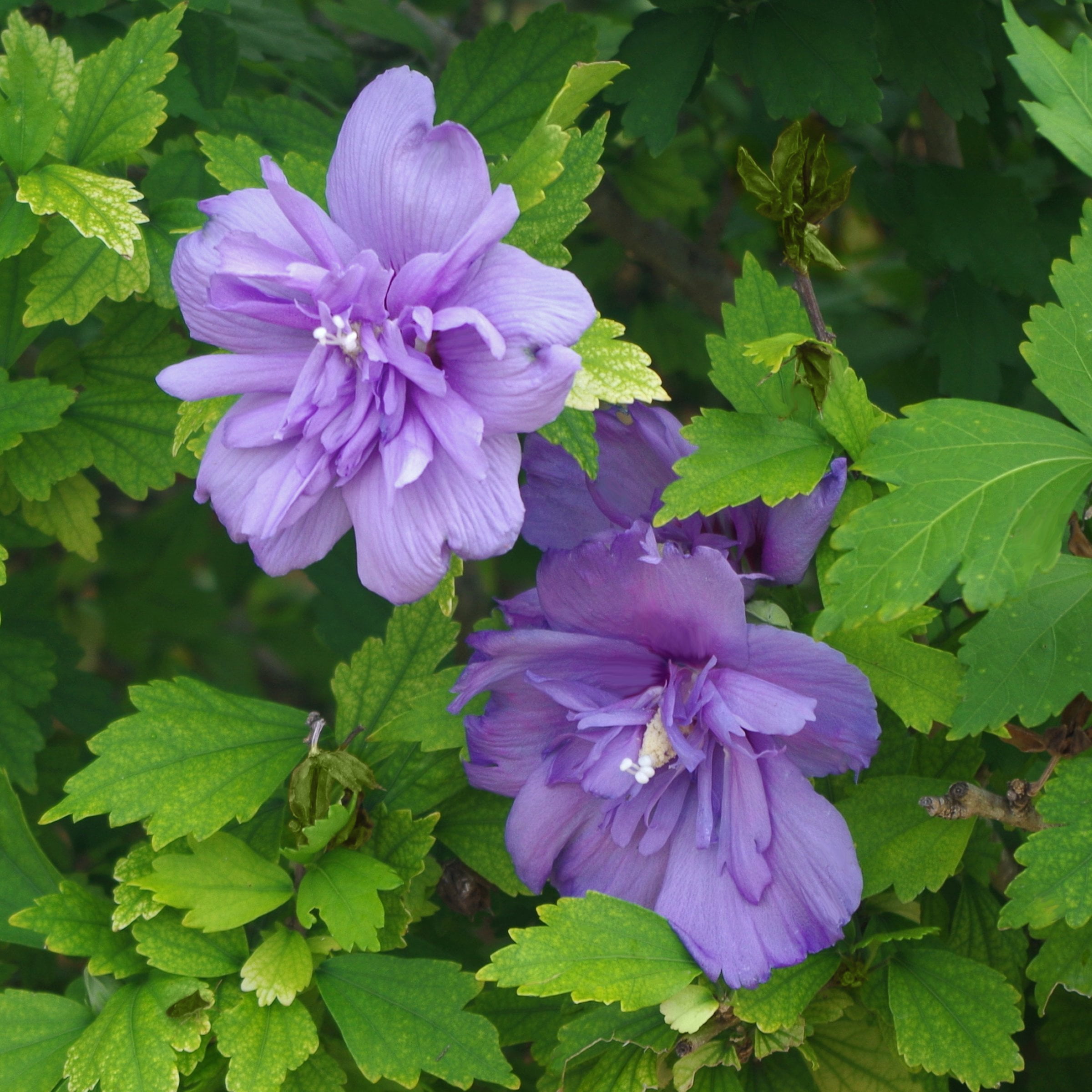 2 gal Live Shrub Hibiscus 'Blueberry Smoothie'