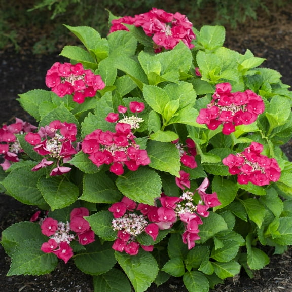 National Plant Network 2 gal. Live Shrub Hydrangea Cherry Explosion Condition with Part Sunlight