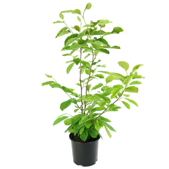 2 gal Magnolia Butterflies Live Tree with Full Sunlight