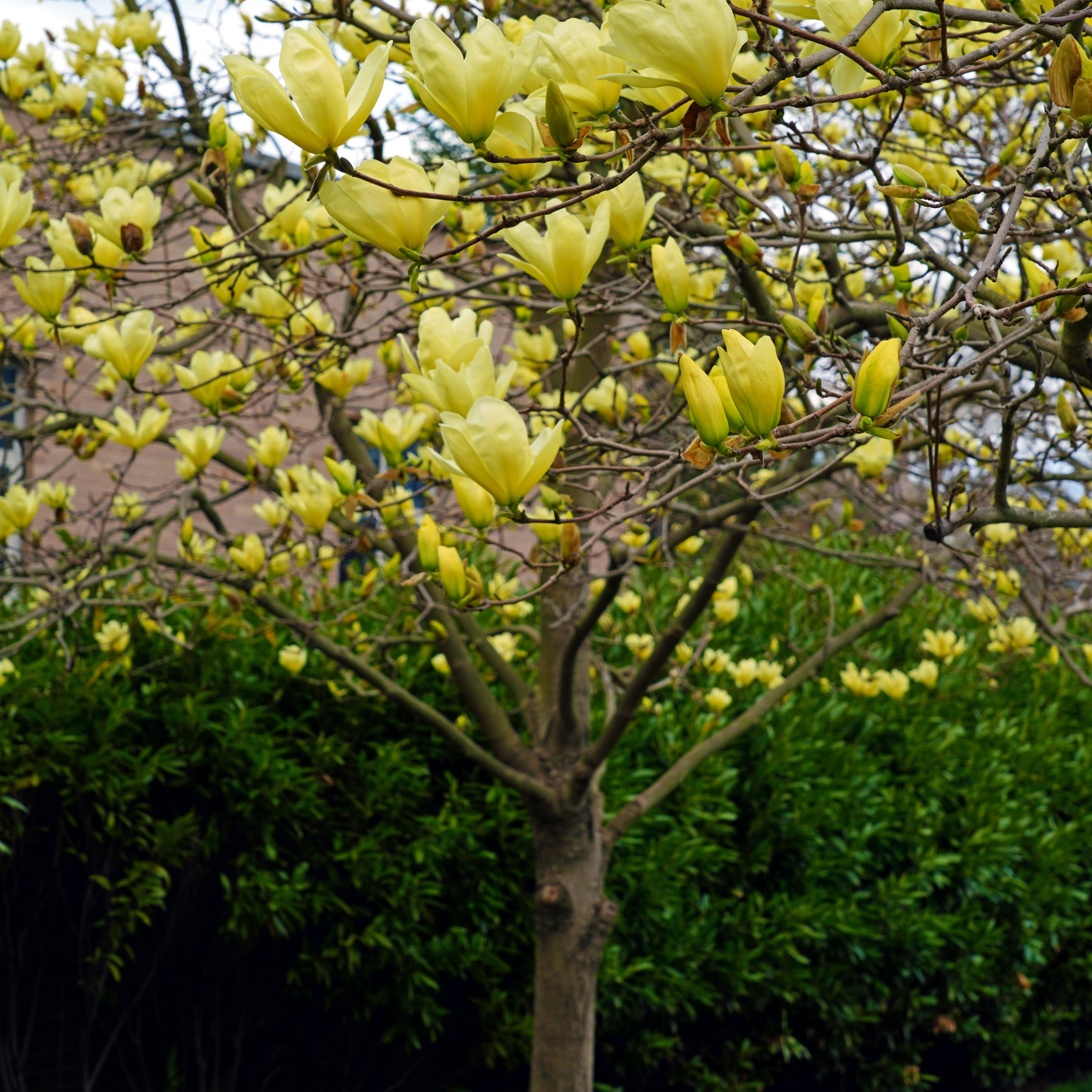 2 gal. Magnolia Yellow BirdLive  Tree with Yellow Flowers Full Sun