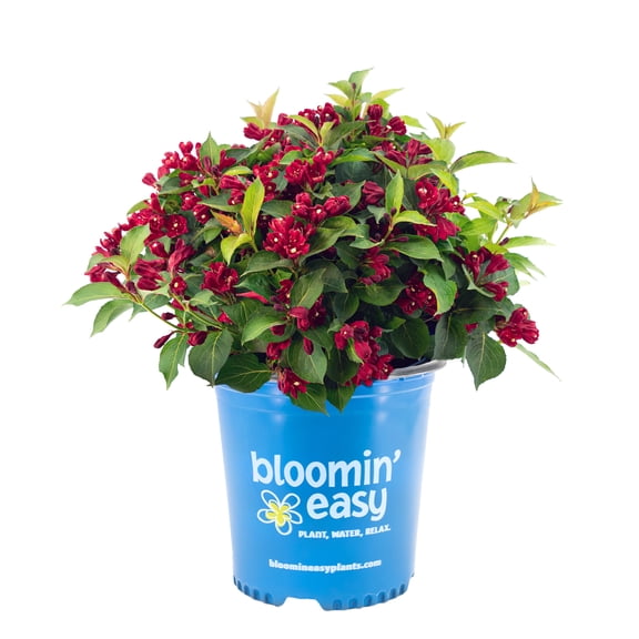2 gal. Maroon Swoon Weigela Live Shrub, Dark Red Flowers