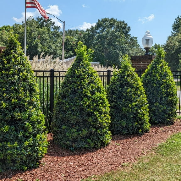 2 gal Oakland Holly Live Shrub with Full Sunlight Conditions