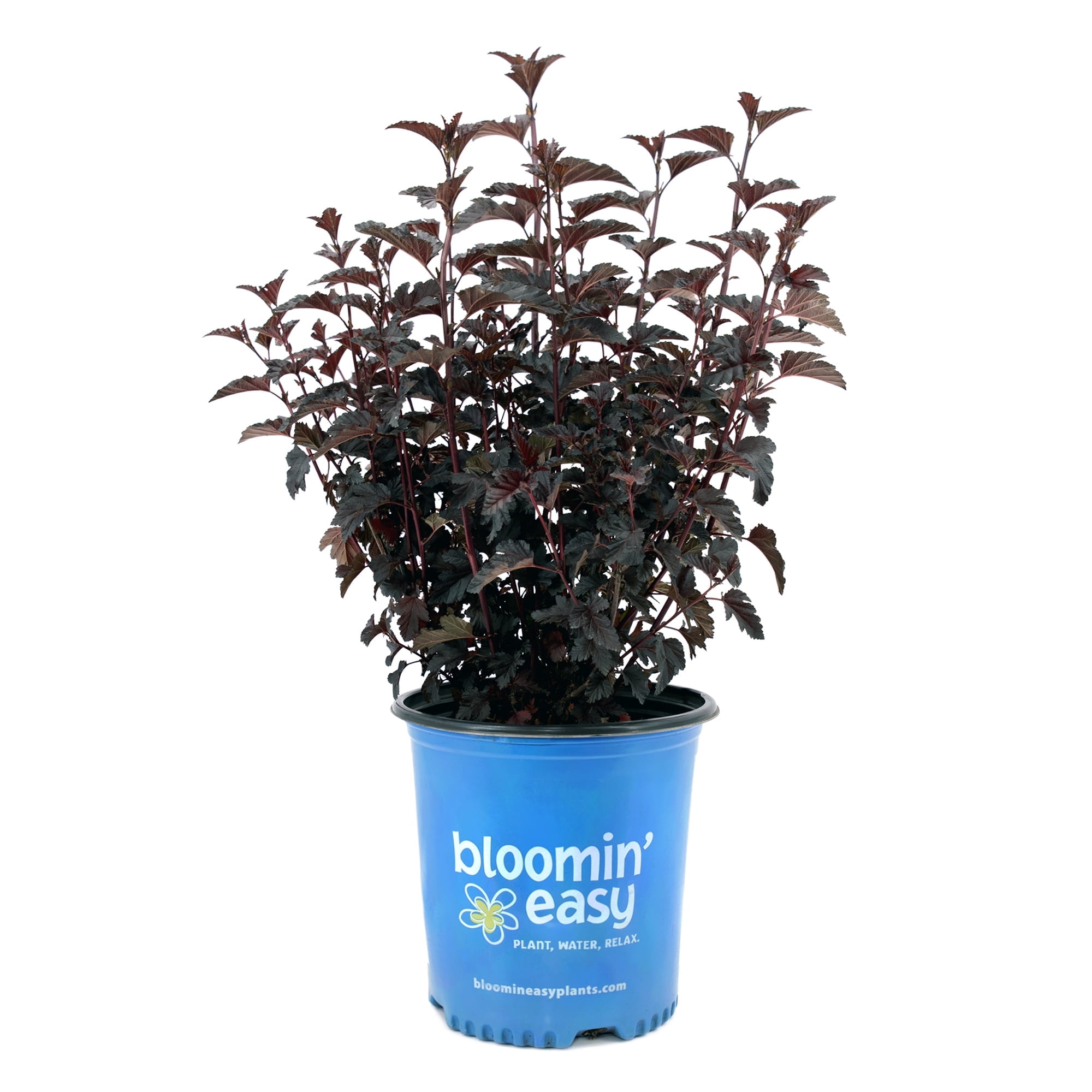 2 Gallon Panther Ninebark Shrub with Pink Flowers